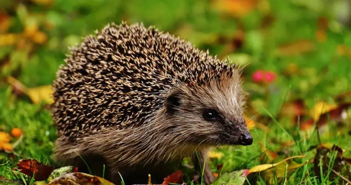 Kleiner Igel im Grünen.