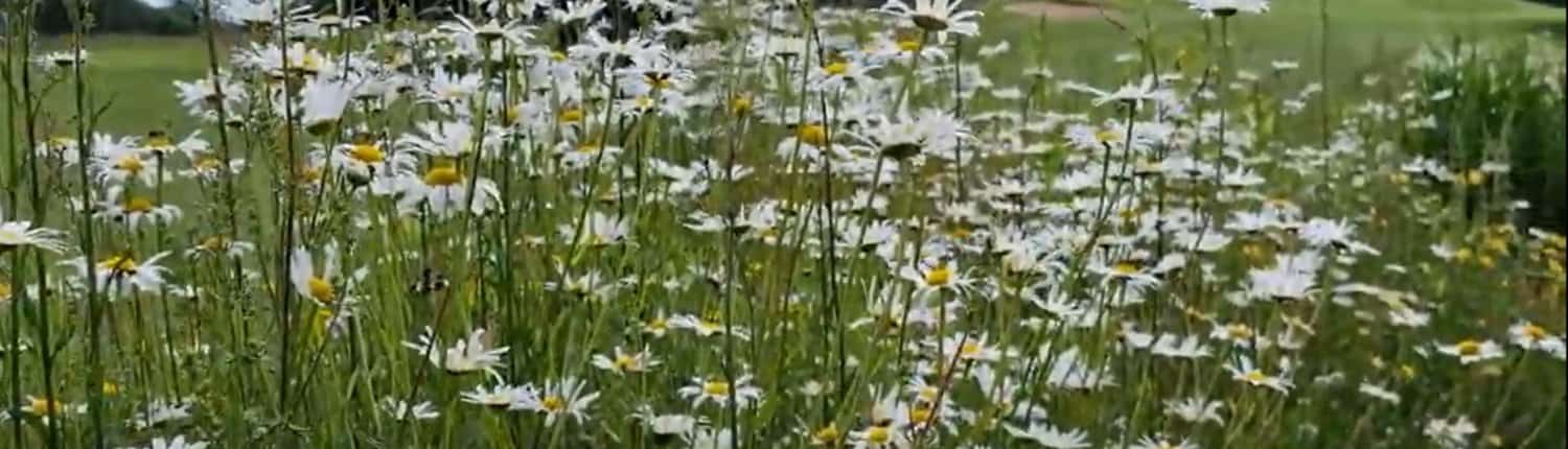 View of a species-rich meadow