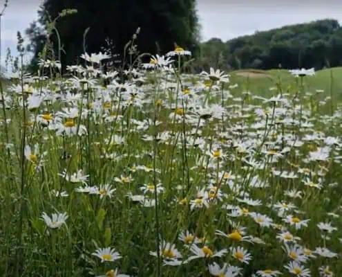 View of a species-rich meadow