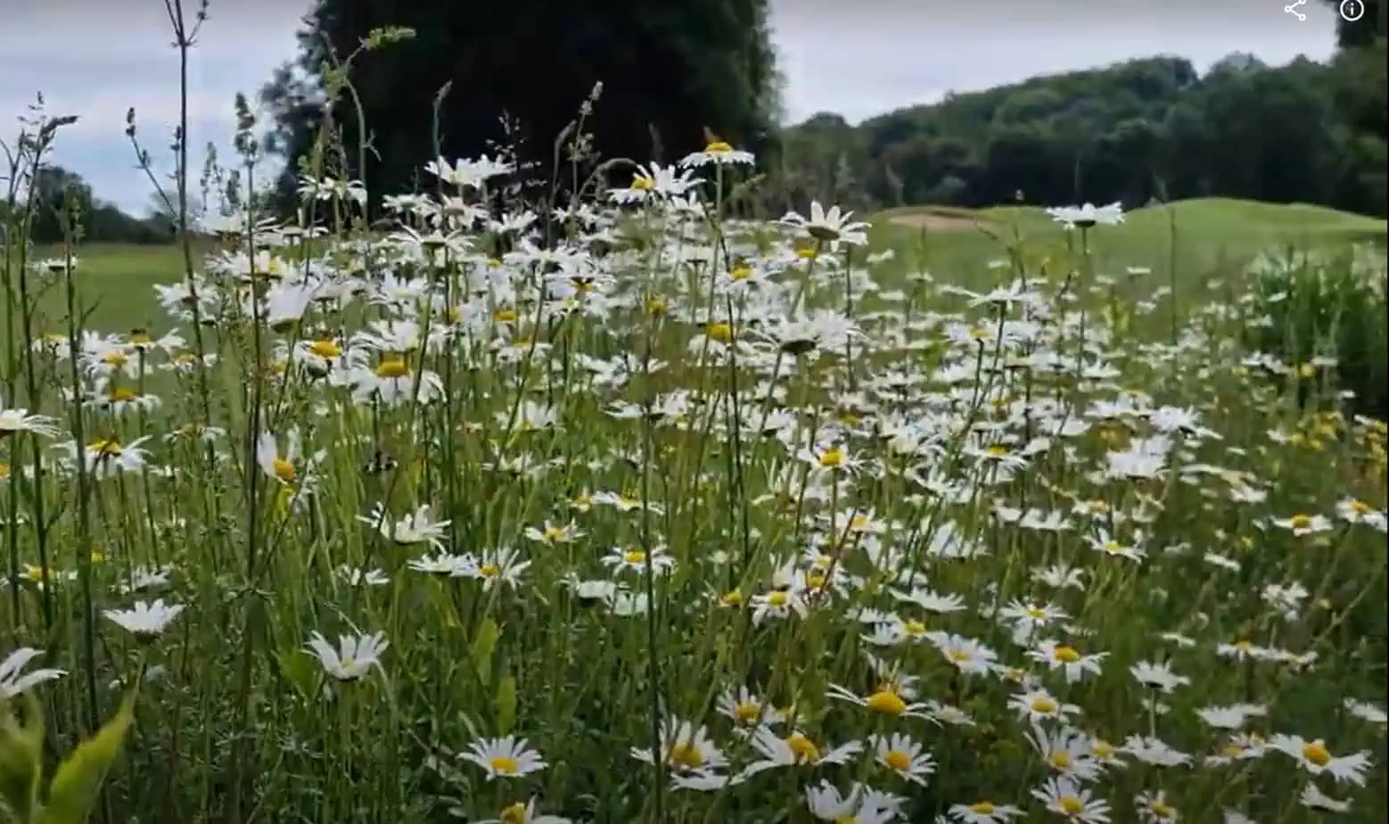 View of a species-rich meadow