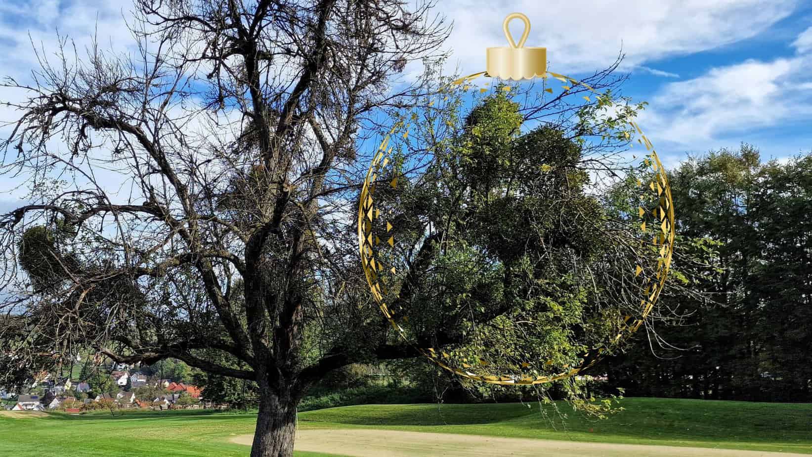 Fruit tree with mistletoe