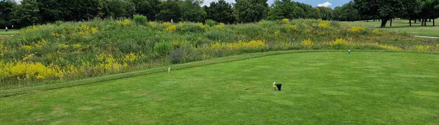 Golfcourse wiht yelllow sparkled meadow