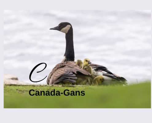 Eine sitzende Canda-Gans mit ihren Jungen