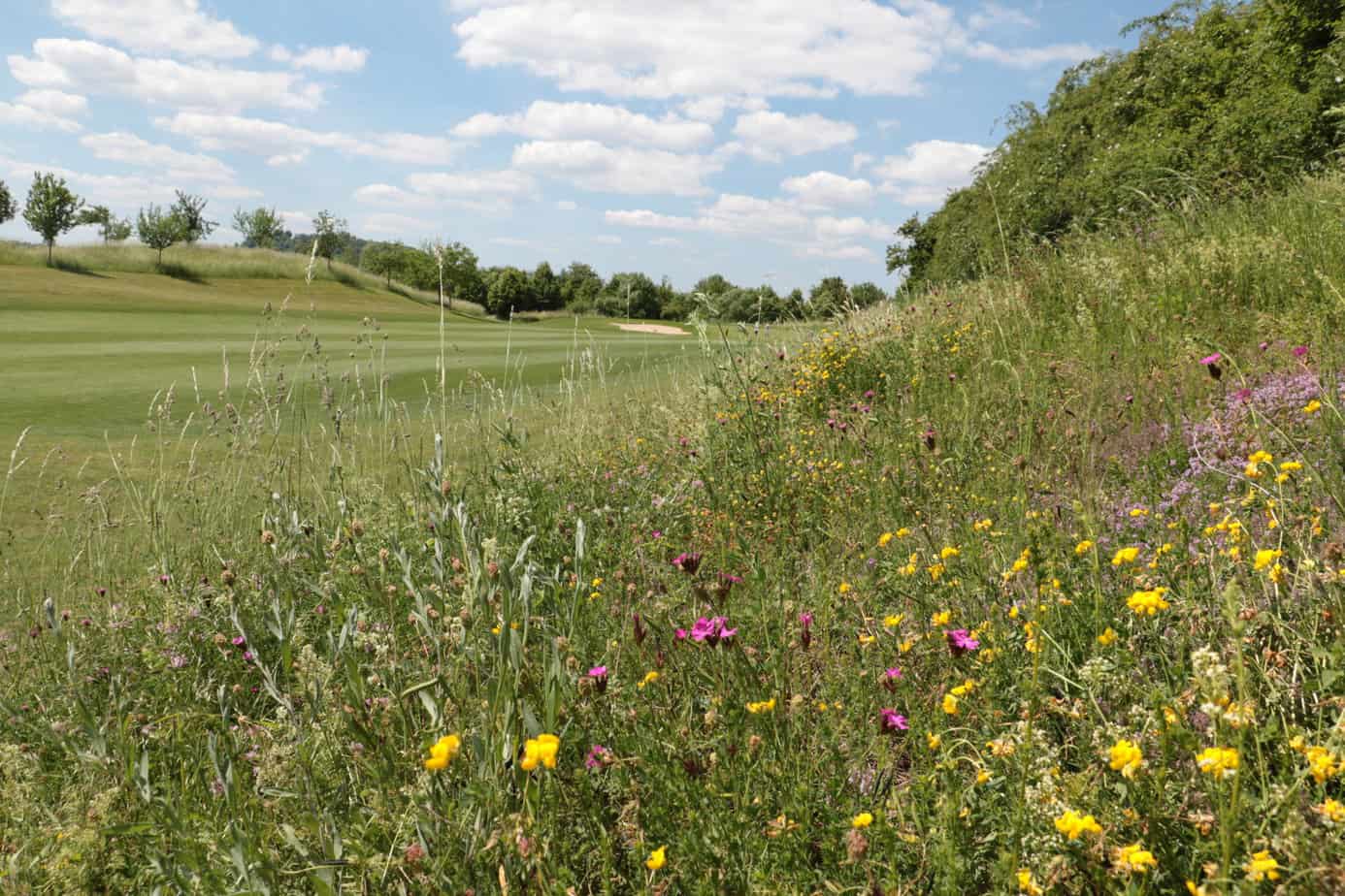 Blühende Wiese