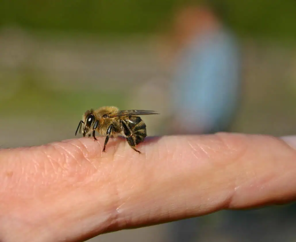 Biene auf einem Finger