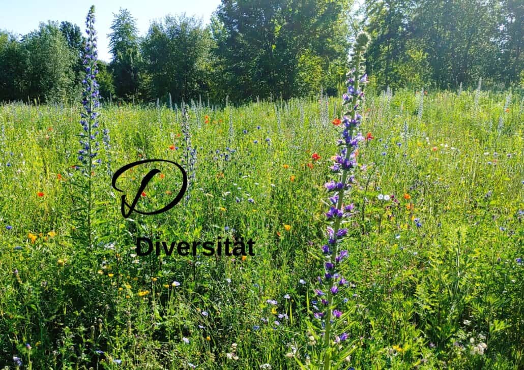 Diversität wird anhand einer artenreichen Wiese gezeigt