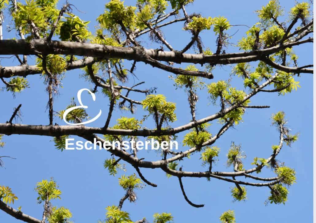 Biodiversitäts-Lexikon zeigt das Bild einer kaputten Esche.