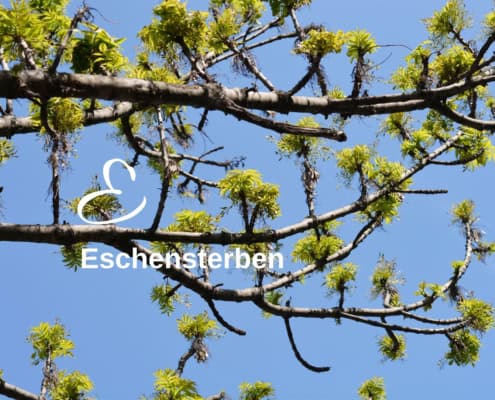Biodiversitäts-Lexikon zeigt das Bild einer kaputten Esche.
