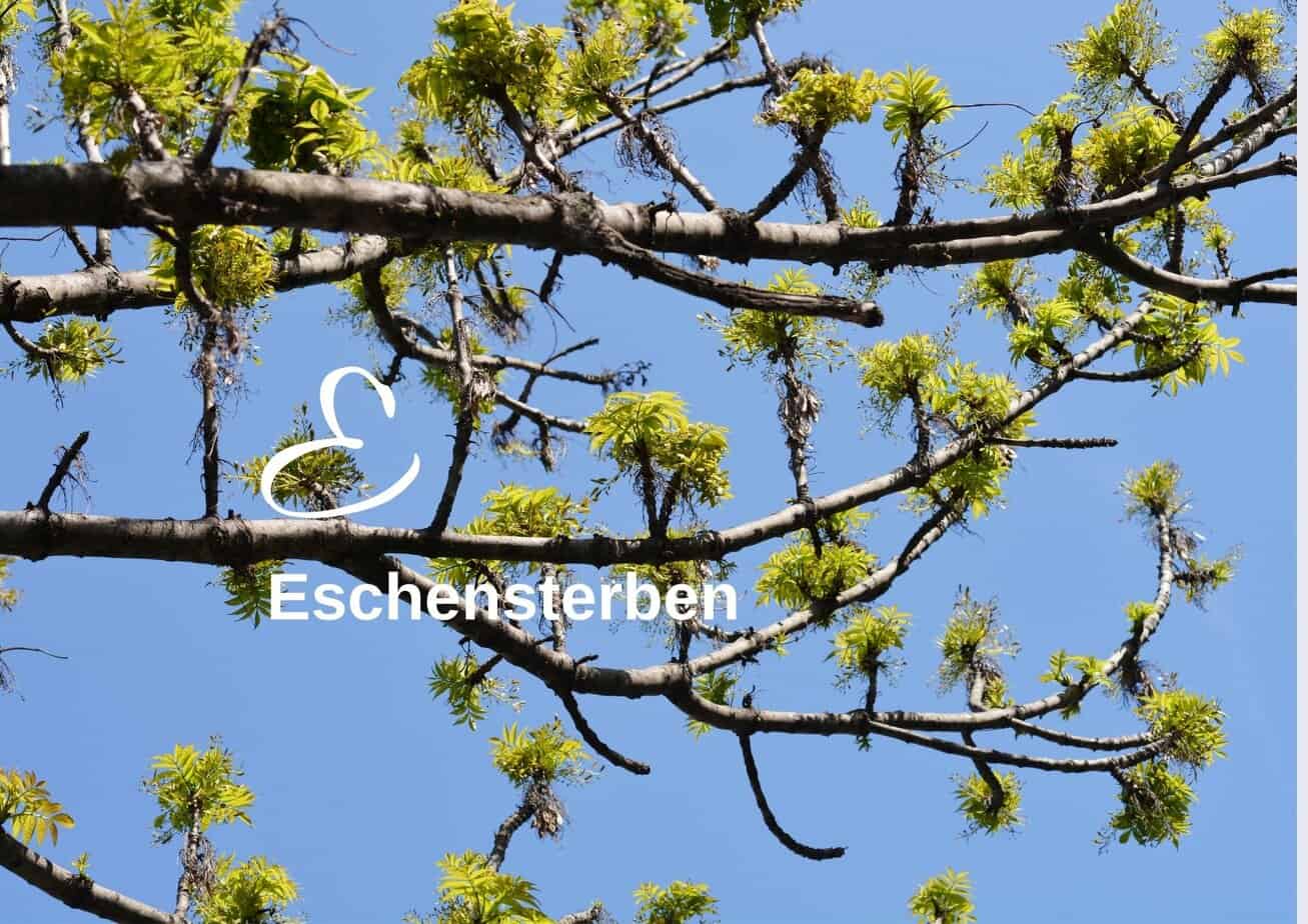 Biodiversitäts-Lexikon zeigt das Bild einer kaputten Esche.