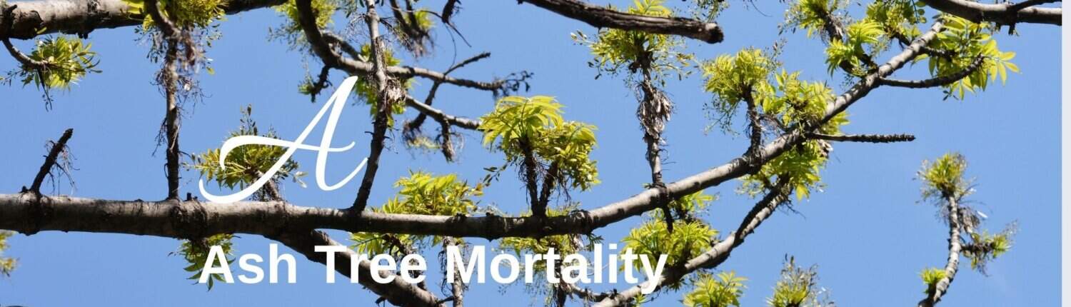 Ash tree mortality Biodiversity lexicon