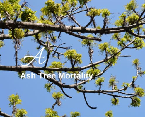 Ash tree mortality Biodiversity lexicon