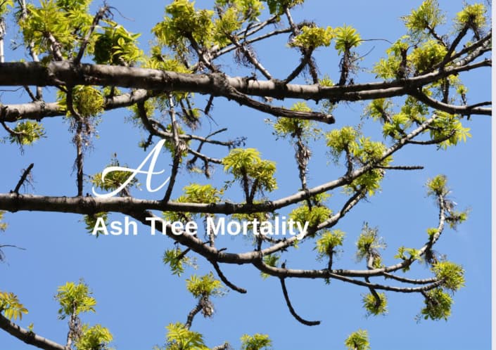 Ash tree mortality Biodiversity lexicon
