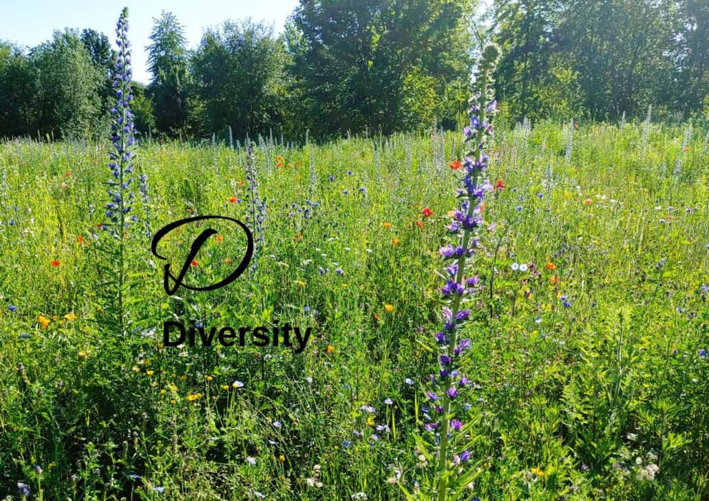Biodiversity lexicon: D for diversit