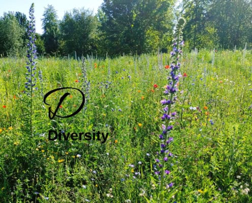 Biodiversity lexicon: D for diversit