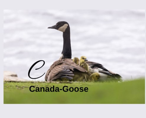 Canada Goose