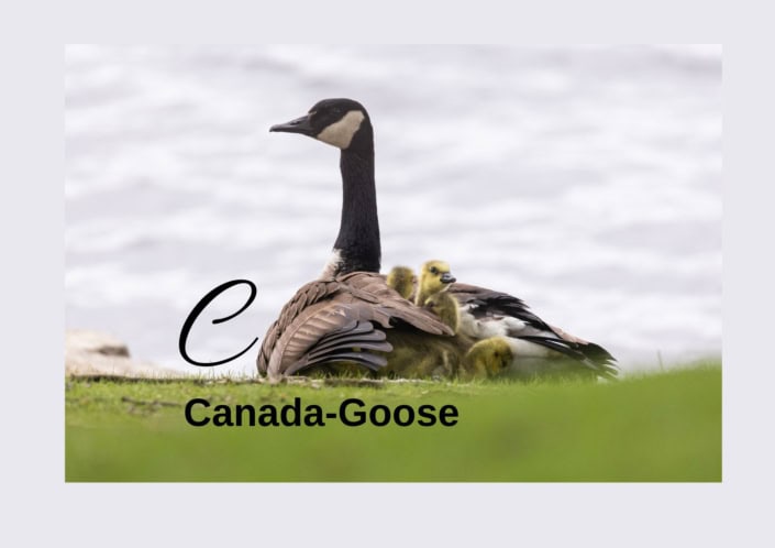 Canada Goose
