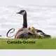 Canada Goose