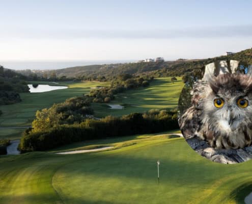 Eine Eule auf einem Golfplatz