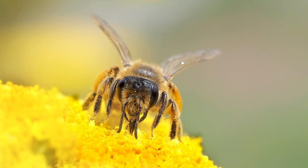 Foto einer Wildbiene weist auf Deutsche Bienenwoche hin.