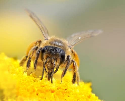 Foto einer Wildbiene weist auf Deutsche Bienenwoche hin.