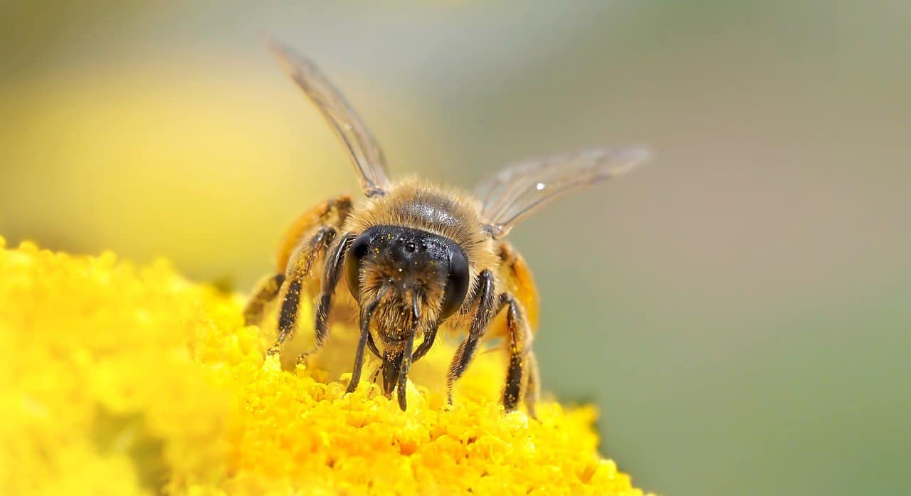 Foto einer Wildbiene weist auf Deutsche Bienenwoche hin.