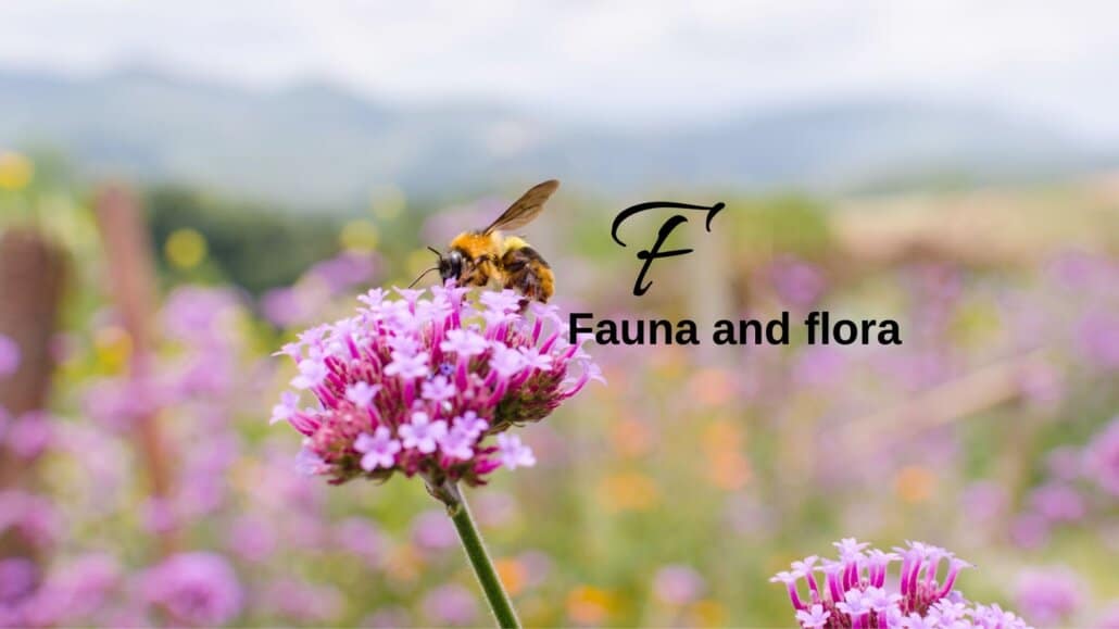 Bee on a flower