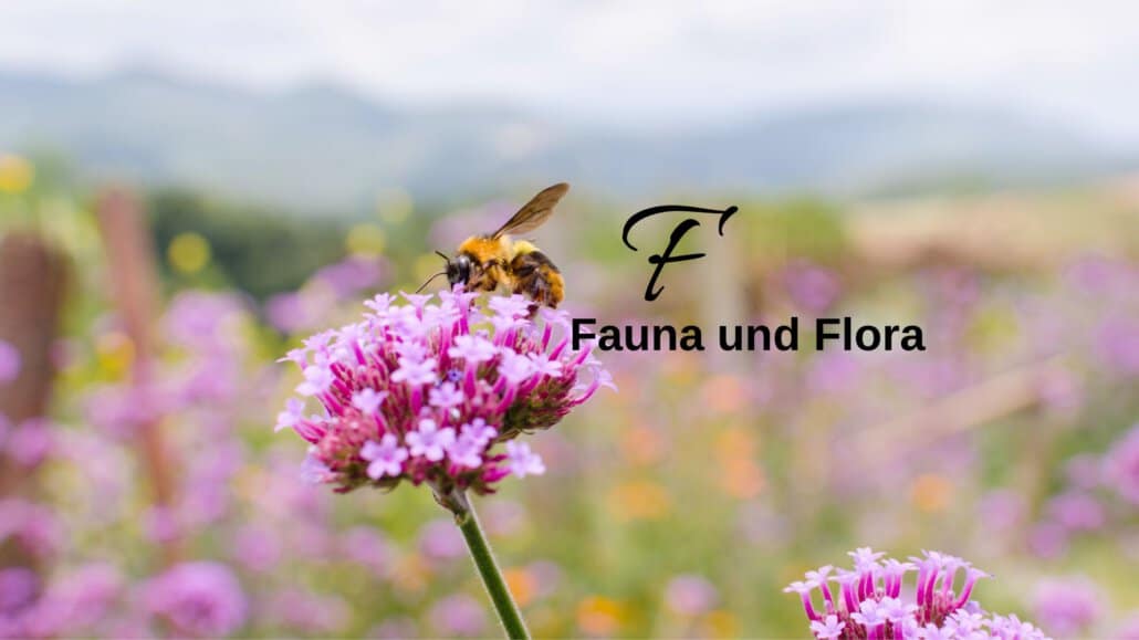 Biene auf einer Blume