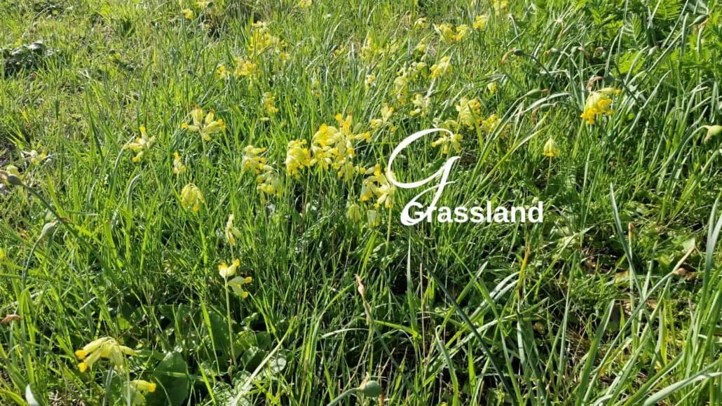 Meadow