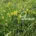 Meadow