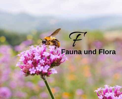 Biene auf einer Blume