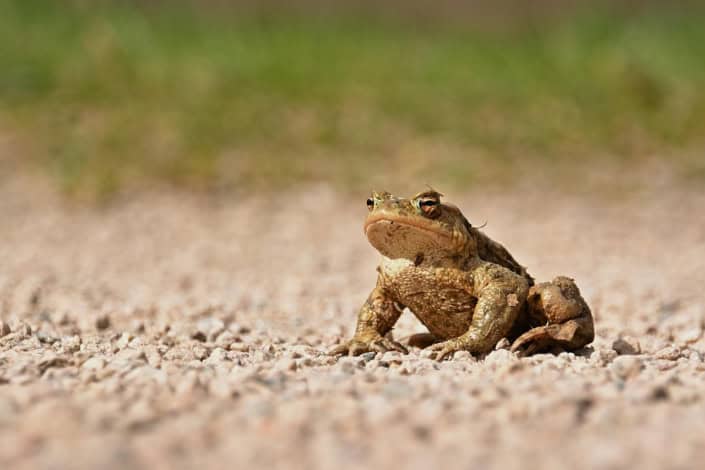 Erdkröte auf einer Straße