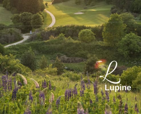 Lupine auf dem Golfplatz
