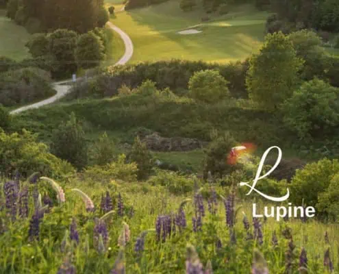 Lupine on a golf course