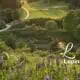 Lupine on a golf course