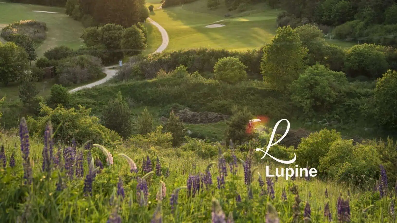 Lupine on a golf course
