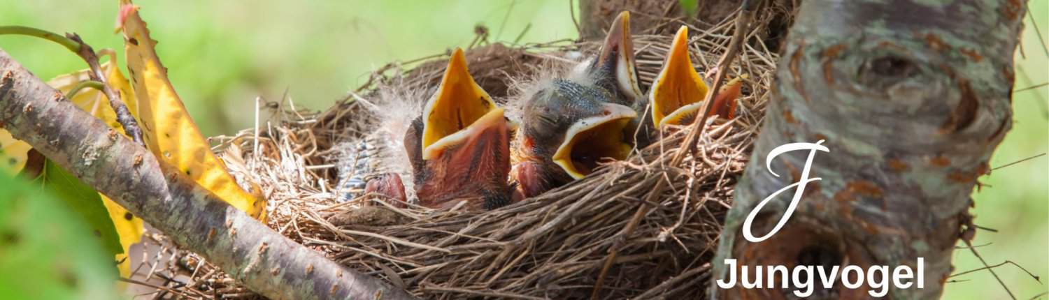 Juungvögel im Nest