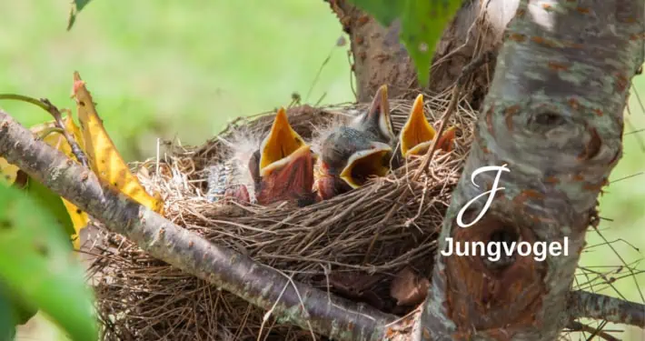 Juungvögel im Nest