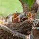 Juungvögel im Nest