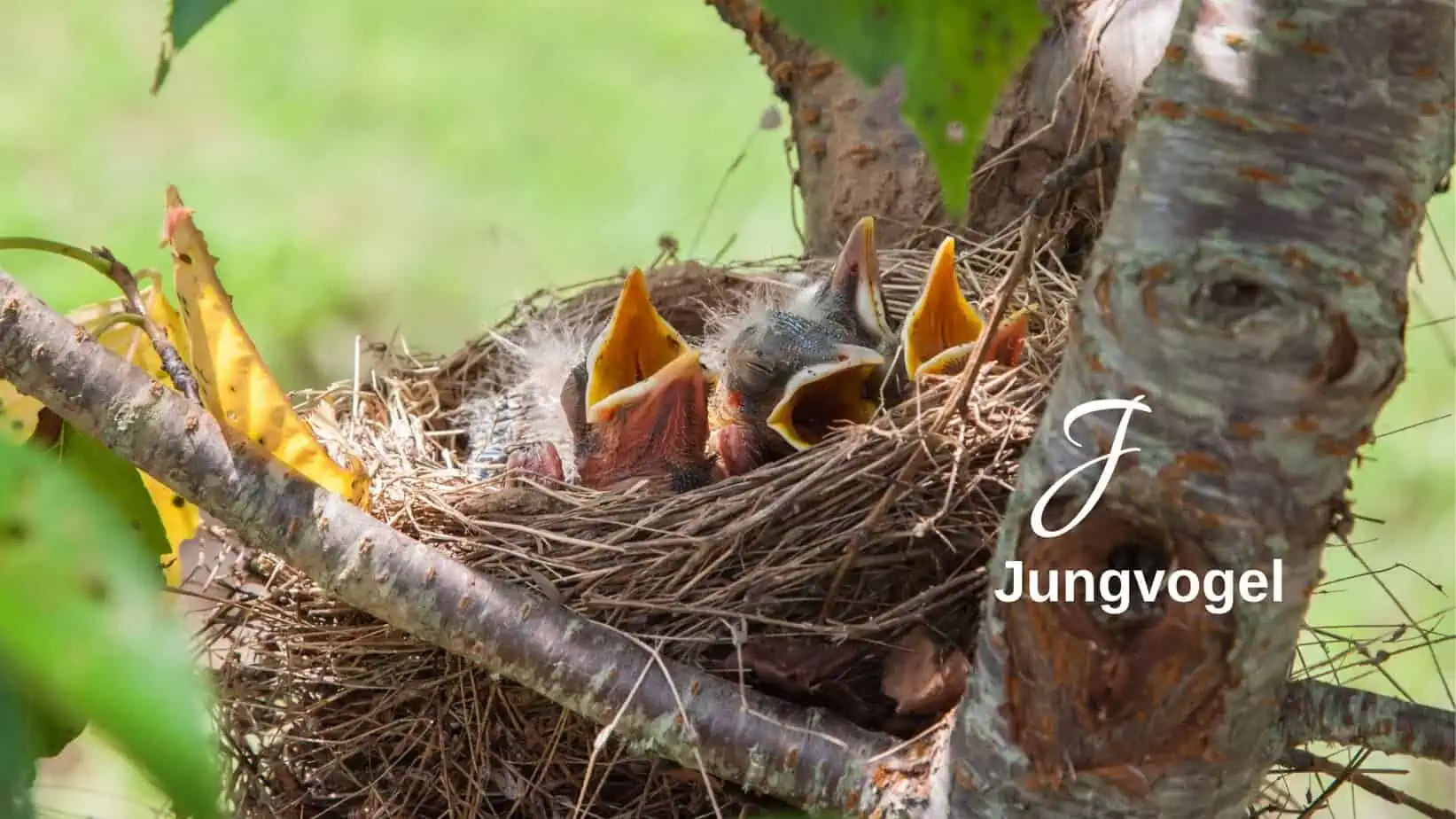 Juungvögel im Nest