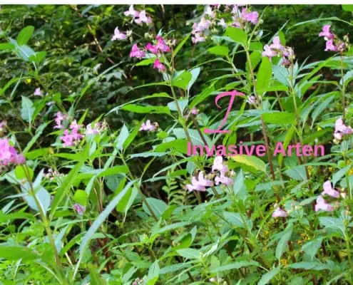 Indisches Springkraut