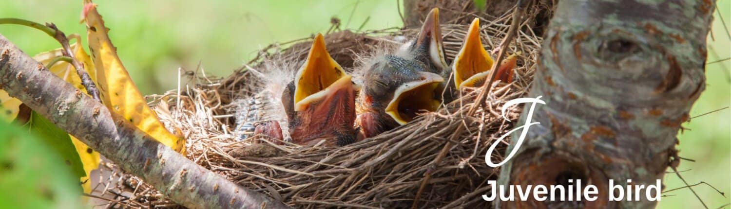Juvenile birds