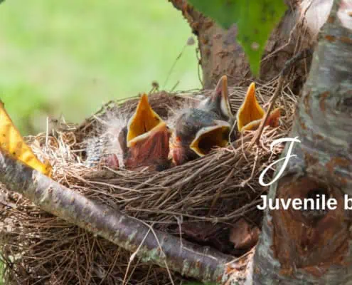 Juvenile birds