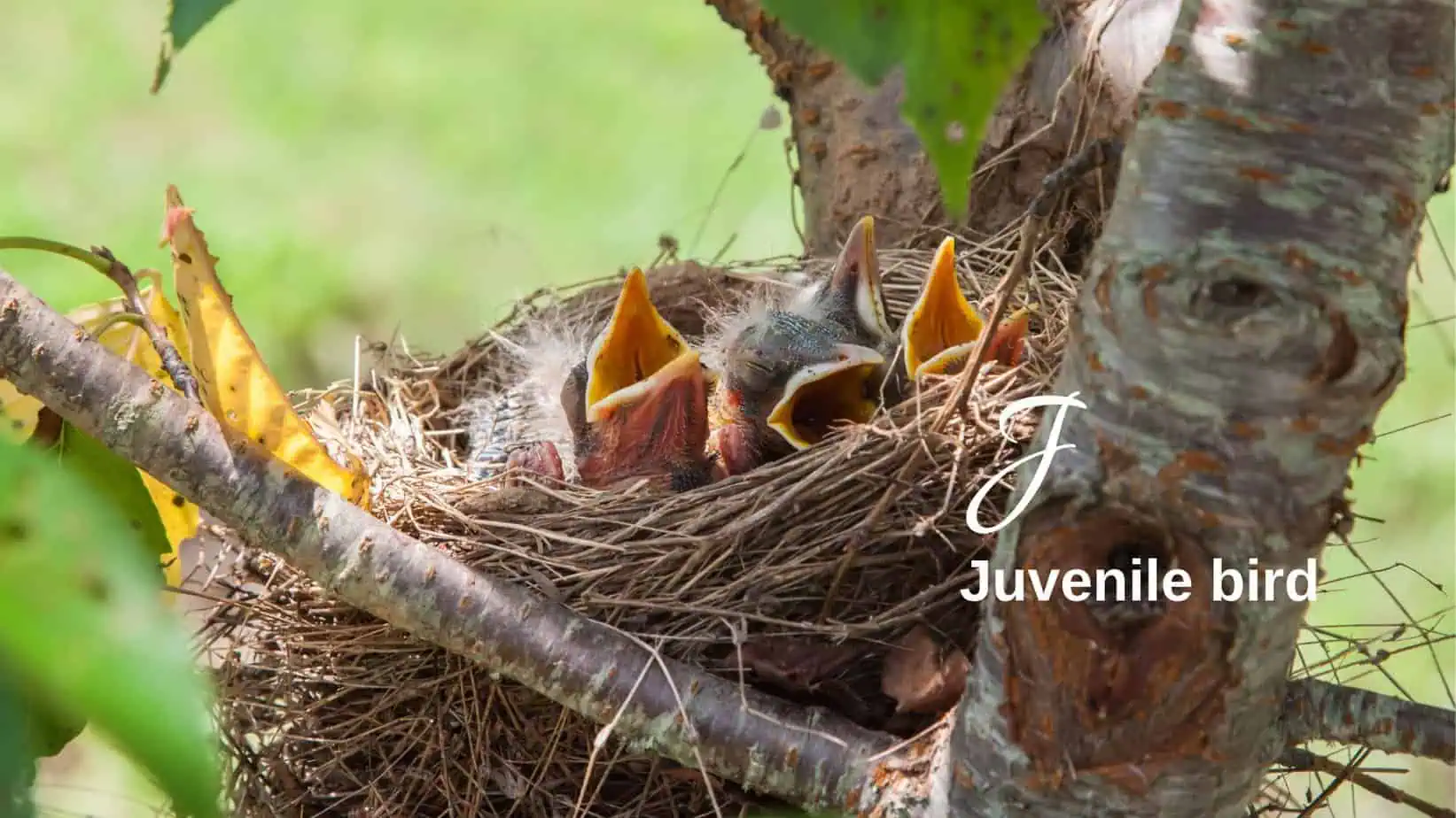 Juvenile birds
