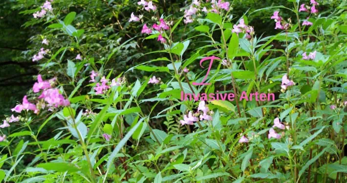 Indisches Springkraut