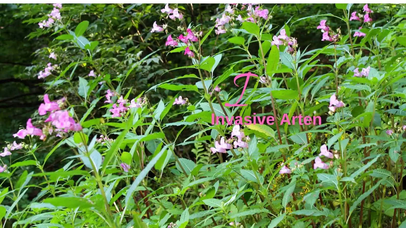 Indisches Springkraut