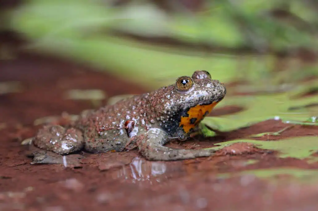 Yellow toad