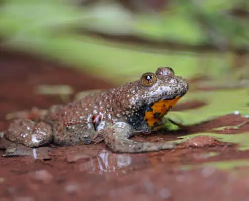 Yellow toad