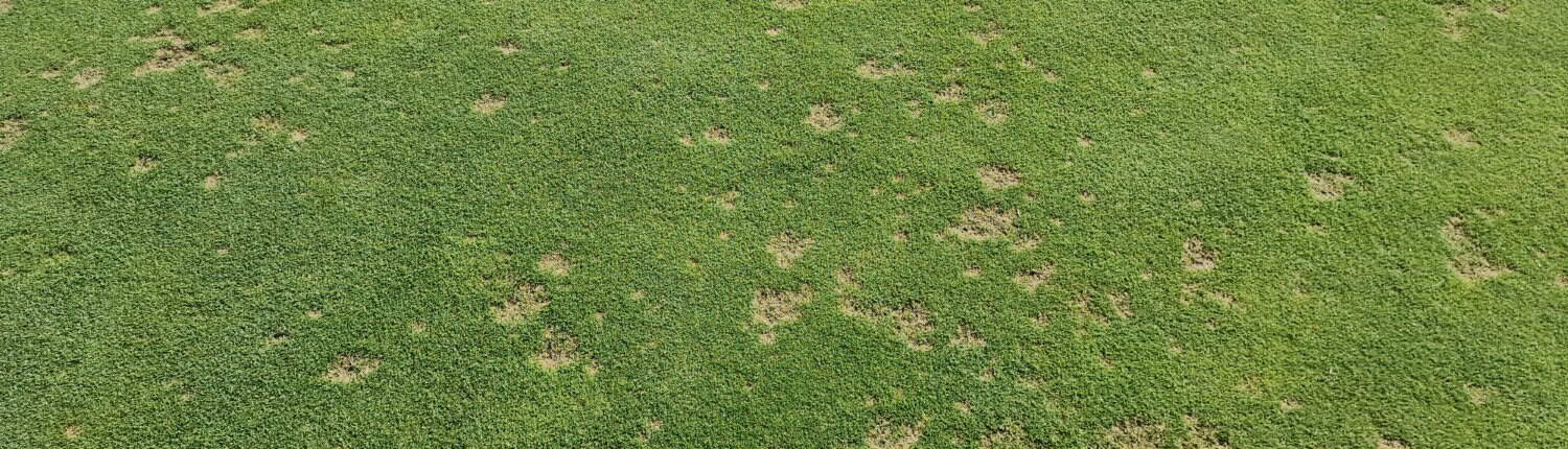 Dollarspot