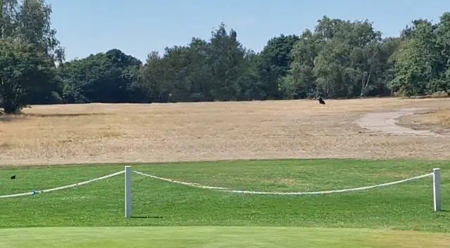 Brauner Golfplatz