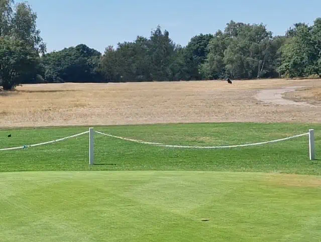 Brauner Golfplatz